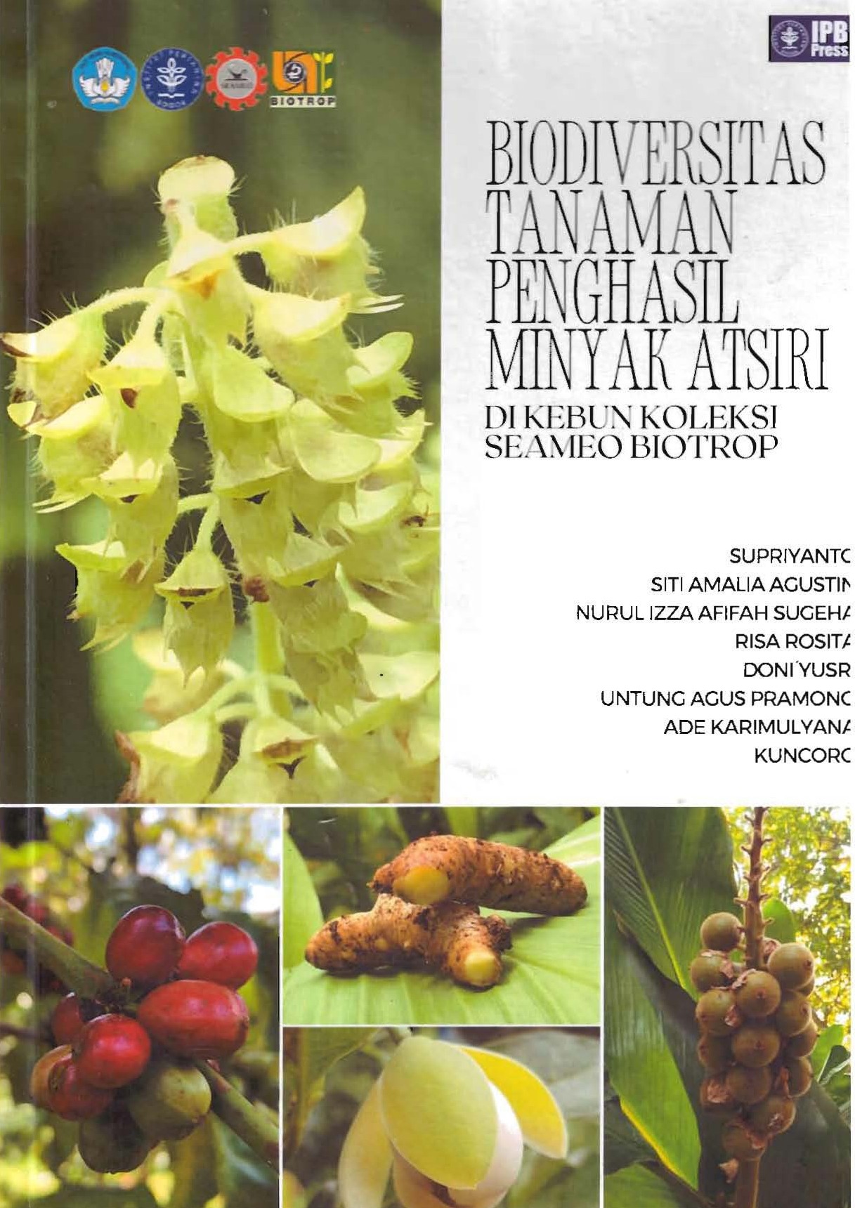 Biodiversitas Tanaman Penghasil Minyak Atsiri di Kebun Koleksi Seameobiostrop / Supriyanto; Siti Amalia Agustin; Nurul Izza Afifah Sugeha [ dan 5 lainnya ]